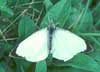 large white